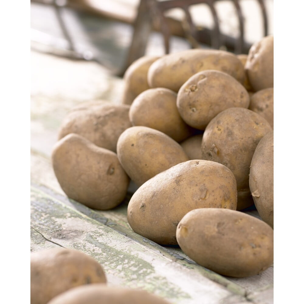 TASC Solanum Tuberosum Innovator Russet Potato