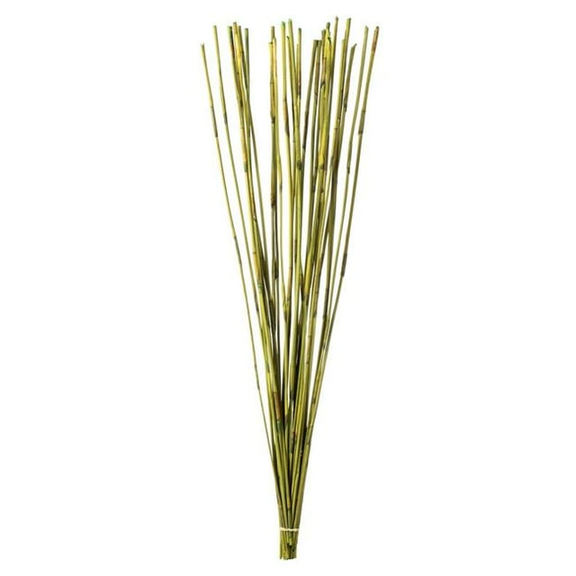 Vickerman H1ELR100 40-42 Po. Roseau Éléphant Basilic - Ensemble de 10 oz
