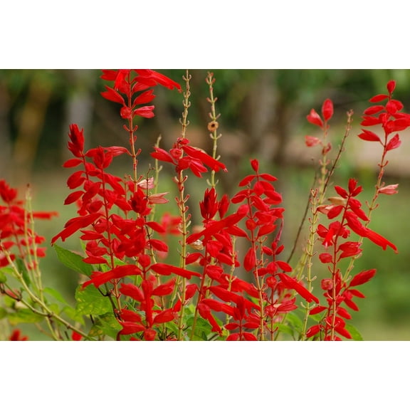 400 SCARLET SAGE (Lady-In-Red Salvia / Blood Sage / Red Texas Sage) Salvia Coccinea Flower Seeds