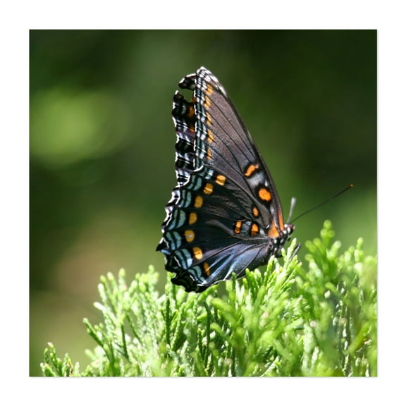 Washington Red Spotted Purple Butterfly - Washington Photography Butterfly Insect Nature Wildlife Botanical Floral Garden Unframed Wall Art Print 6 x 6 inches