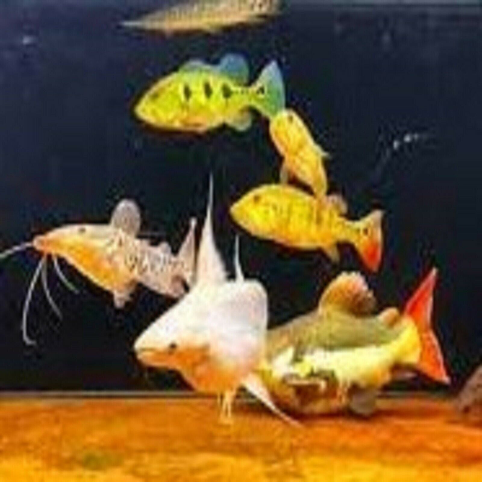 Buy Axolotl Food 1/16 Crumbles, Soft Moist Sinking Crumbles (not pellets)  for Axolotls, Snails, Newts, Shrimp & All Fish. Rangen 1/16.1-lb Online at  desertcartINDIA