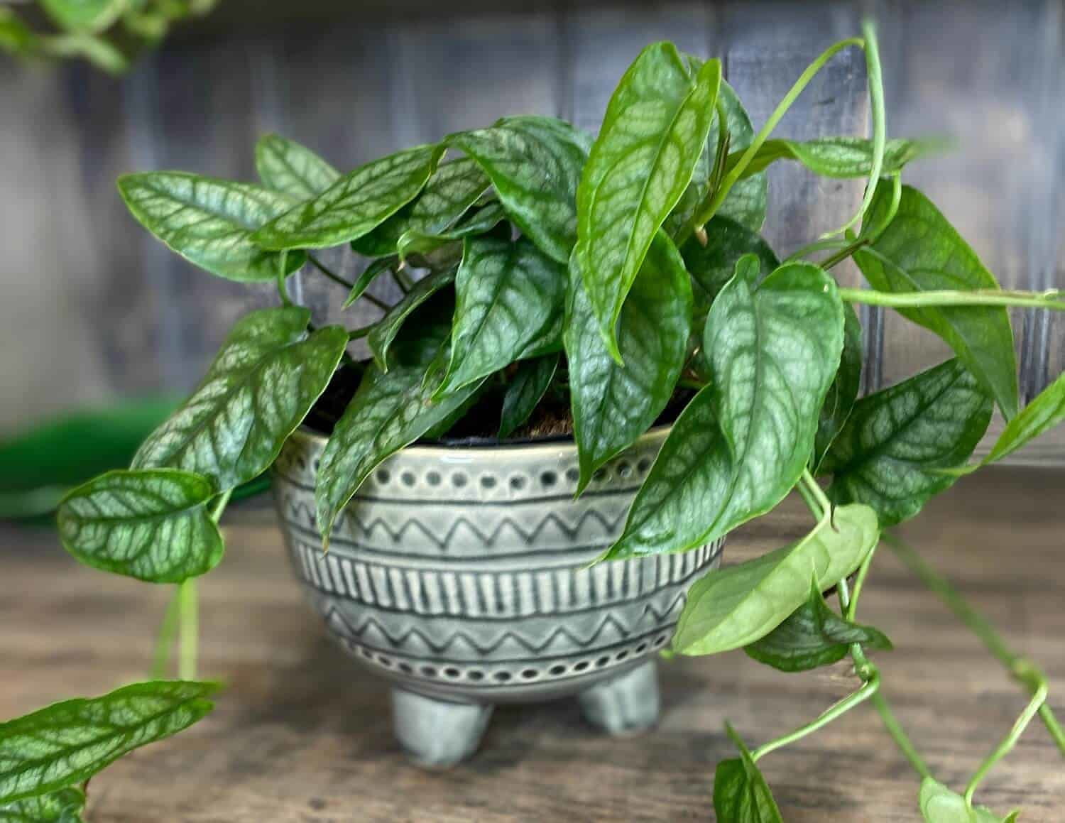 ⭐ PREMIUM Monstera Siltepecana Matuda Potting Mix - Retains Moisture and Promotes Healthy Root Growth by Gardenera - 5 Quart