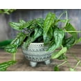 thumbnail image 3 of ⭐ PREMIUM Monstera Siltepecana Matuda Soil Blend - Specially Designed to Meet Your Plant's Unique Needs by Gardenera - 4 Quart, 3 of 7