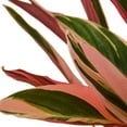 thumbnail image 3 of Stromanthe Triostar, 6" Pot, Indoor Houseplant, Easy Care, Live Plant for Indoor & Outdoor, 3 of 6