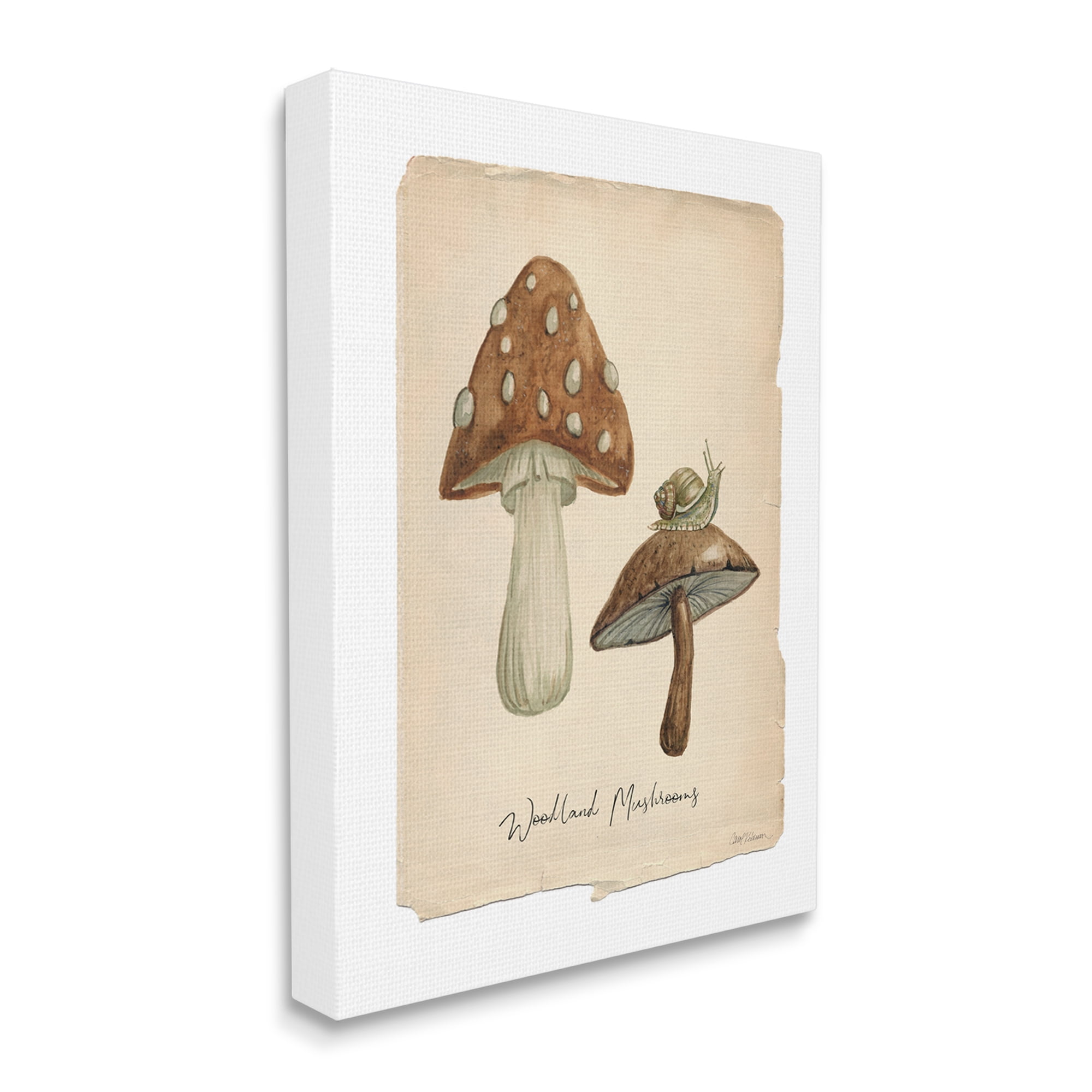 Stupell Industries Woodland Mushrooms & Snail Botanical & Floral Painting Gallery Wrapped Canvas Art Print Wall Art, 30 x 40