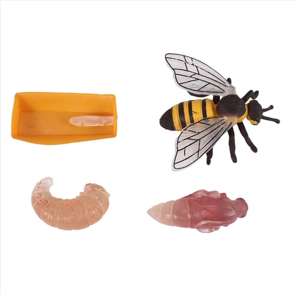 Pack of 4 Insect Figurines Life Cycle of Realistic Toys
