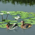 thumbnail image 7 of Resin Mandarin Duck Statue for Garden Pond Decor with Lifelike Design and Fade-Resistant Colors, 7 of 7