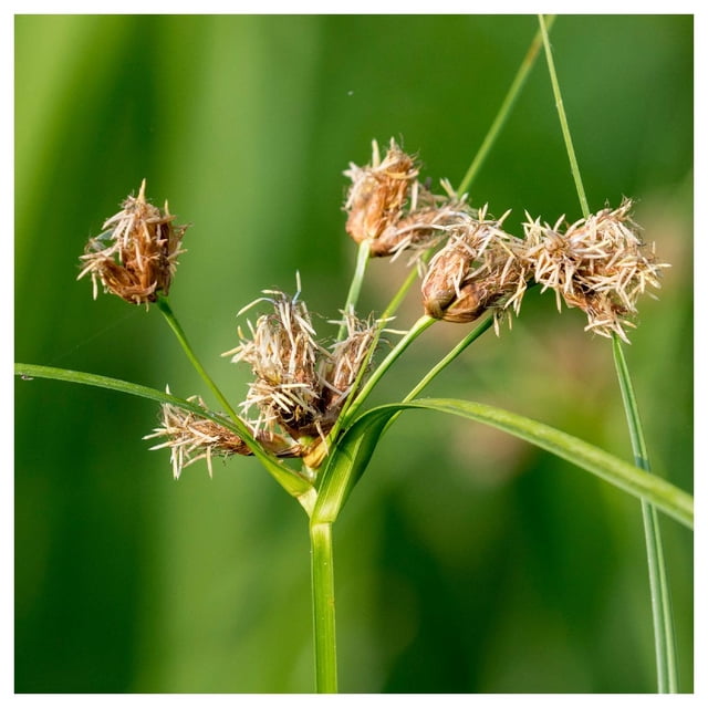 Everwilde Farms - 1 lb Inland Rush Native Grass Seeds - Gold Vault Bulk ...