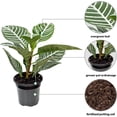 thumbnail image 3 of Live Aphelandra, Zebra Plant, Fully Rooted Houseplant, Indoor Air Purifier, Christmas Gift, Valentine's Gift, Office Gift for Co-Worker, Plant Lover Gift, Gardening Gift for Him in 4" Pot, 3 of 5