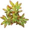 thumbnail image 2 of Sedum Fire Storm Succulent (4"+ Clay Pot) - Golden Sedum - Sedum Adolphii - Live Healthy Succulent for Home Office - Tiny, Lovely, Easy to Care Succulent for Beginners, 2 of 7