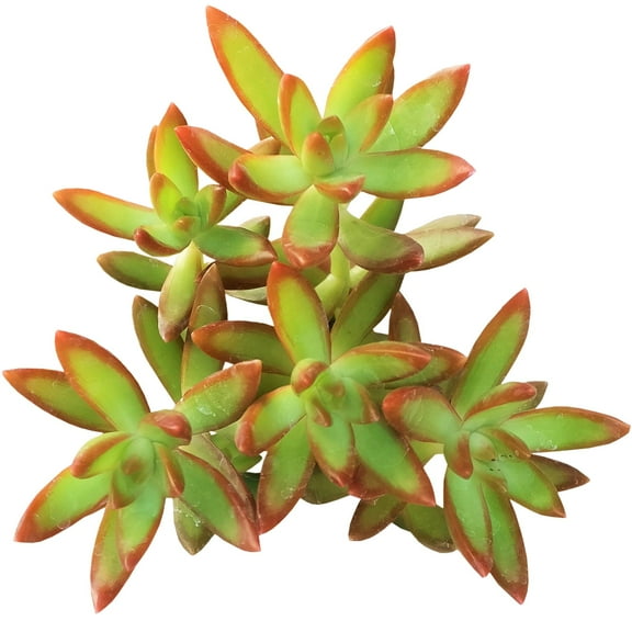 Sedum Fire Storm Succulent (2"  Plastic Pot) - Golden Sedum - Sedum Adolphii - Live Healthy Succulent for Home Office - Tiny, Lovely, Easy to Care Succulent for Beginners