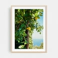 thumbnail image 2 of Amalfi Coast Lemons II - Amalfi Campania Italy Photography Lemon Fruit Botanical Garden Summer Nature Tropical Unframed Wall Art Print 12 x 16 inches, 2 of 81