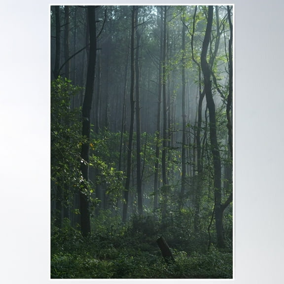 Dark Forest Poster Wall Art, Modern Wall Decor, 8x12 UNFRAMED