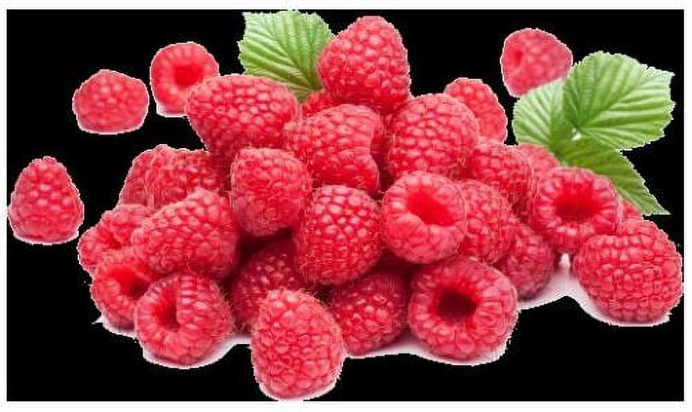 Future Essentials Freeze Dried Fruit Variety  Survival Emergency Food #2.5 Can/ 4 Fruits Variety Pack- 12 Cans