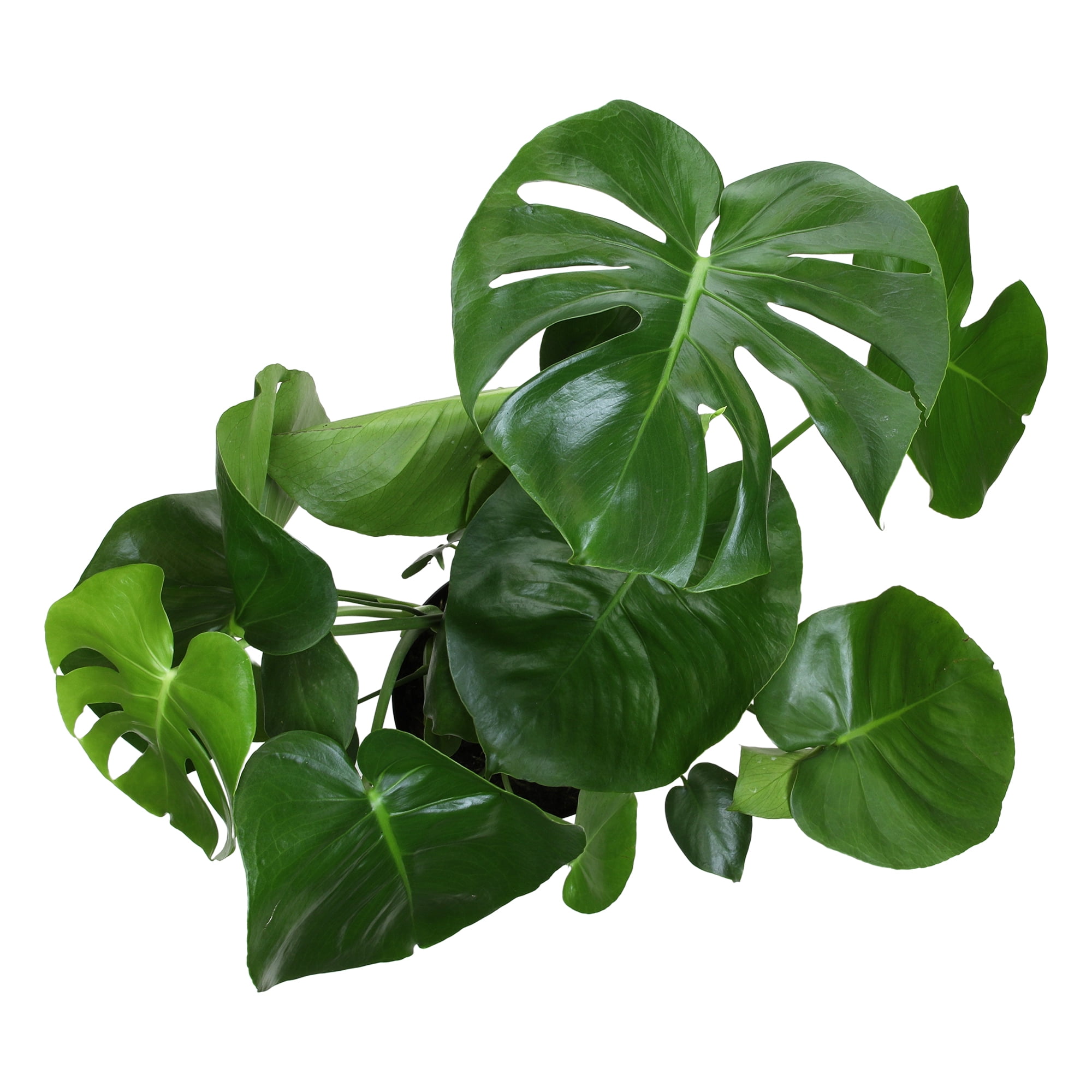 Swiss Cheese Houseplant, Monstera Deliciosa | 8in. Grow Pot; Partial Sun | Element by Altman Plants