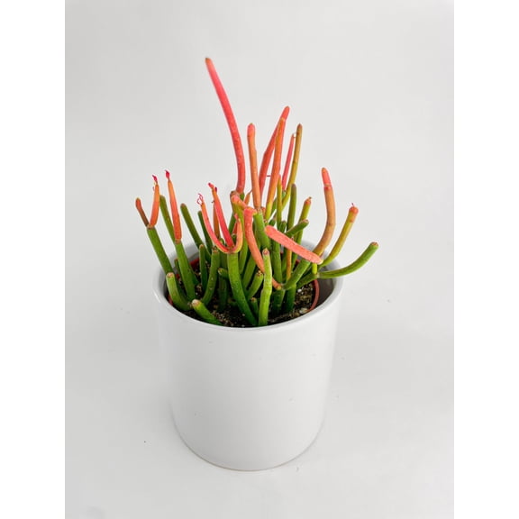 Firestick Pencil Cactus Euphorbia Tirucalli Succulent