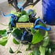 thumbnail image 2 of 7 Piezas SeaMonster Tentáculos Pulpo Tentáculo Planta Estaca Estacas de Jardín para Decoración de Plantas Estacas de Pulpo Tentáculo A, 2 of 5