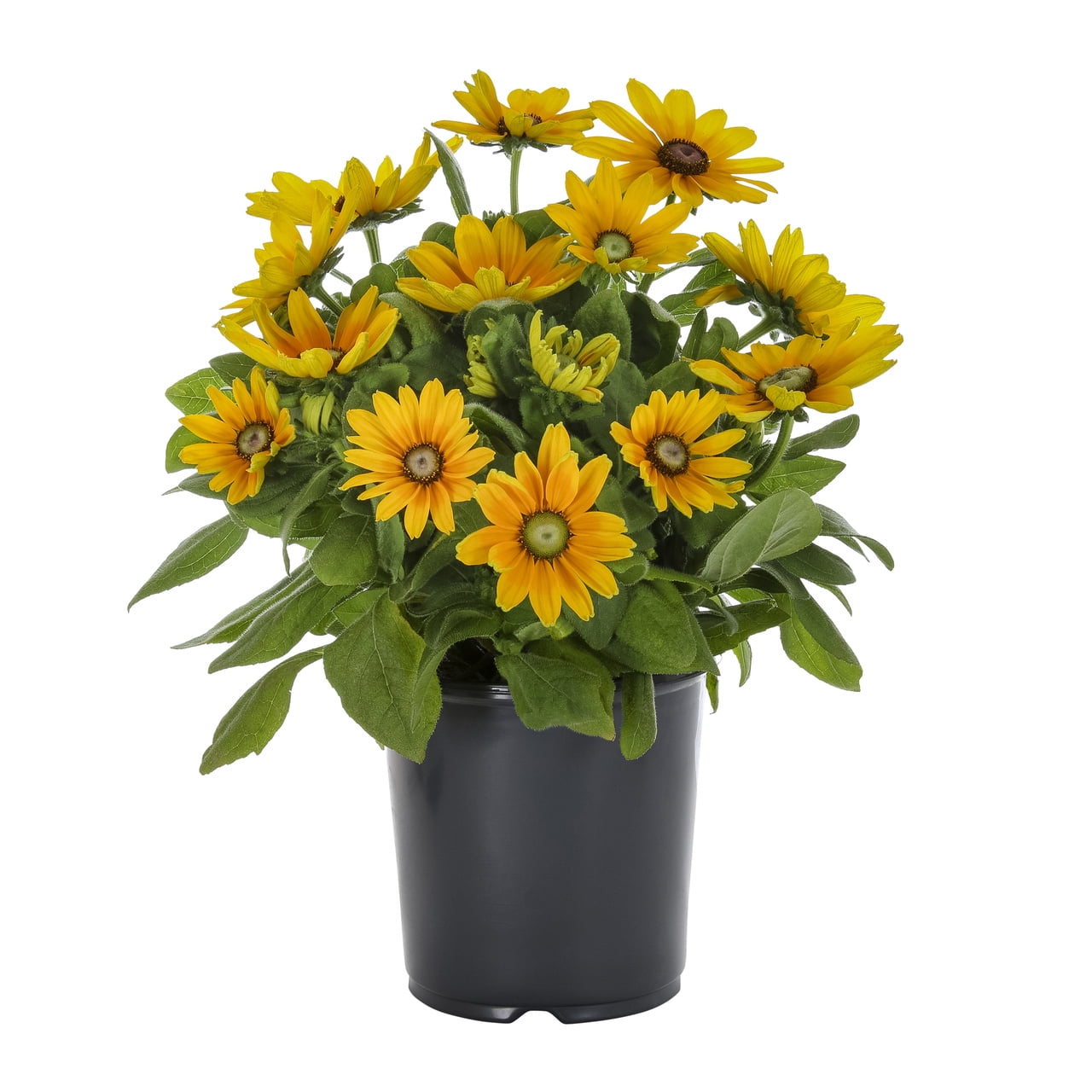 Expert Gardener 1G Yellow Sunbeckia Mia (1 Pack) with Grower Pot