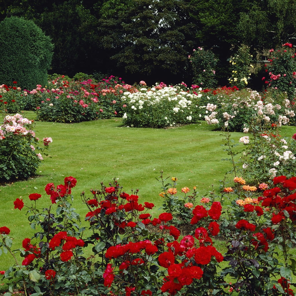 Van Zyverden Climbing Rose Joseph's Coat 1 Plant Root Stock Yellow Partial Sun Easy to Grow 3 lbs