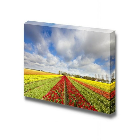 wall26 - Canvas Prints Wall Art - Tulips in a Field in Holland in Summer | Modern Wall Decor/Home Decoration Stretched Gallery Canvas Wrap Giclee Print. Ready to Hang - 24" x 36"