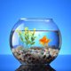 thumbnail image 5 of unbranded 30Ud Artificial Para De Peces Planta Decorativa Color Amarillo, 5 of 5
