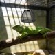 thumbnail image 4 of OUNONA Reptile Heat Lamp Guard Jaula Antiescaldante Cubierta Malla Fácil Instalación, 4 of 8