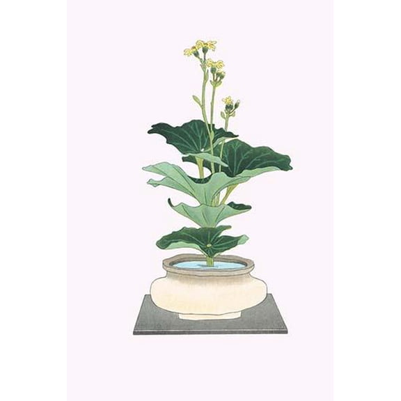 Tsuwa-buki (Ligularia Tussilagineana) in a wide mouth Tsubo-Fine Art Canvas Print (20" x 30")