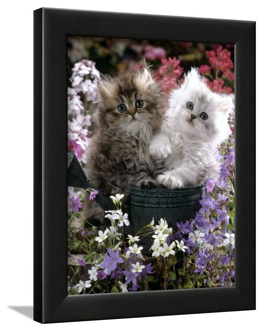 Chinchilla persian cat bathroom picture art print 11x14 artist animals