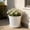 White, variant on Votnto 8.07 Inch Retro Plastic Plant Pot with Drainage Tray, Breathable Root Control Planter for Indoor Outdoor Plants, 4 Colors