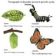 thumbnail image 4 of Simulation Life Cycle Figurine of a Monarch Butterfly Growth Cycle Insect Animals Educational Biolog, 4 of 5