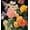 Rose-A, variant on Boho Floral Shower Curtain Vintage Dark Flower Shower Curtain Fabric Sunflower Plants Bath Curtains with Hooks, 36x72inch