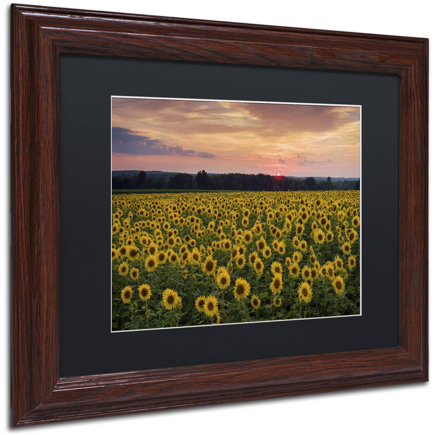 Trademark Fine Art "Sunflower Taps" Canvas Art by Michael Blanchette Photography Black Matte, Wood Frame