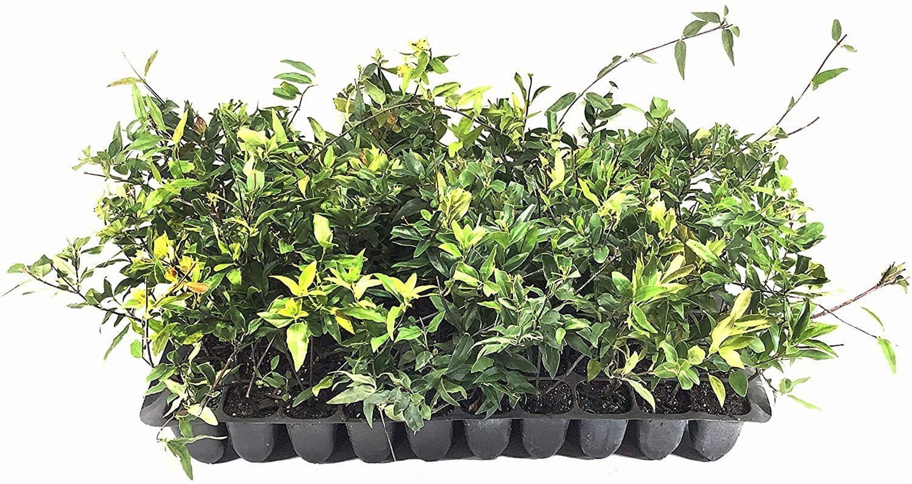 Carolina Jasmine | 10 Live Plants | Gelsemium Sempervirens | Fragrant Yellow Blooms, Evergreen Vine, Low Maintenance, Full Sun, Fast Growing, Climbing Plant, Attracts Pollinators, Garden Trellis