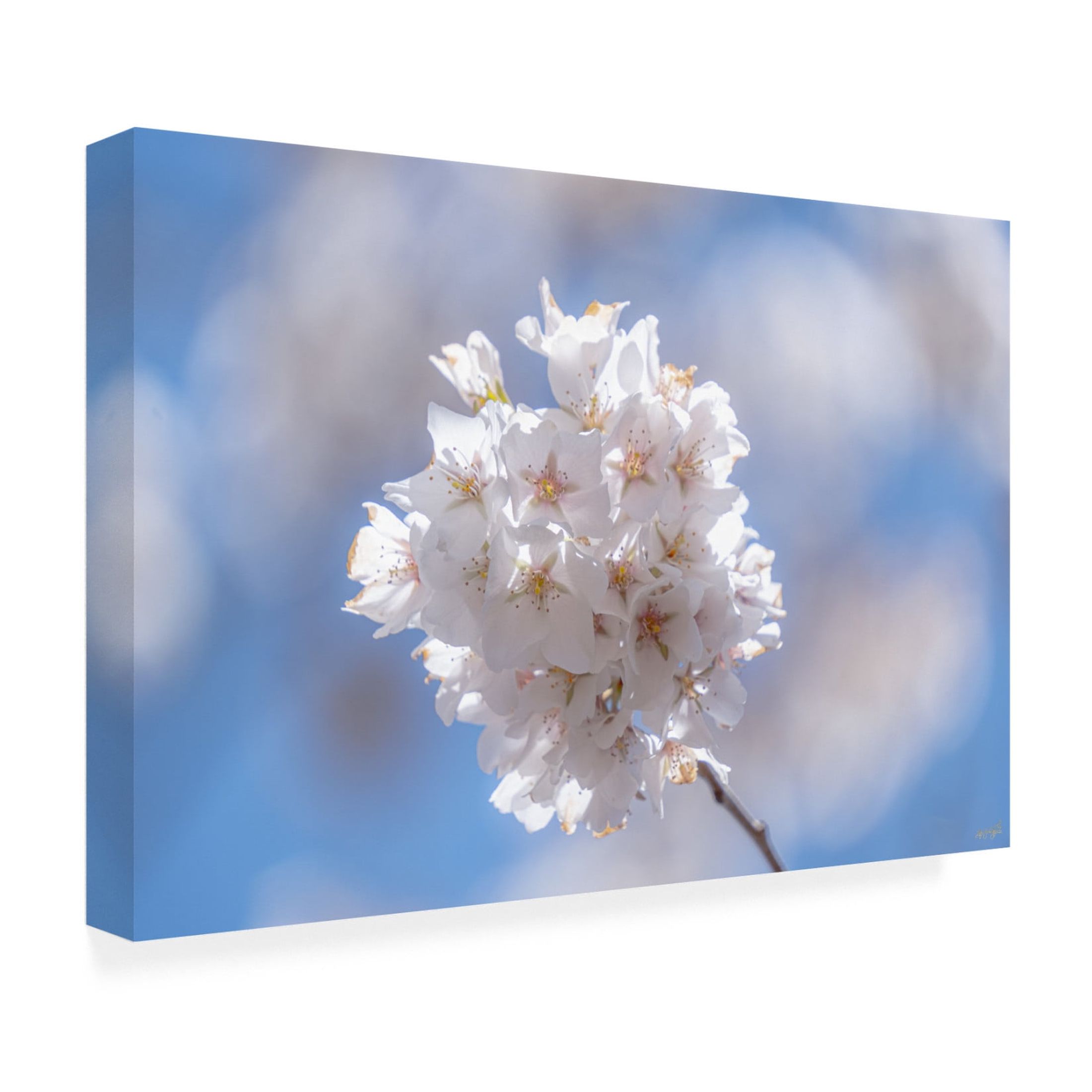 Canvas Wall Art - Life BeautifuLEE 'White Flowers Kissing Blue Sky 6' Wall Art for Living Room, Bedroom, or Office Décor by Trademark Fine Art - 19 x 12 Inches