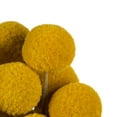 thumbnail image 3 of Vickerman 16-18" Yellow Billy Buttons. 25-30 stem bundle, Dried, 3 of 4
