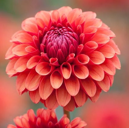 Dahlia Bulbs Decorative Brown Sugar 2 Bulbs Red Orange Flower Bulbs Tuber Attracts Bees Attracts Butterflies Attracts Pollinators Easy To Grow Maintain Fast Growing Cut Flower Garden Walmart Com
