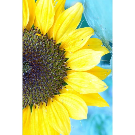 Sun, Sand and Sunflower: Formosan Life (Paperback)