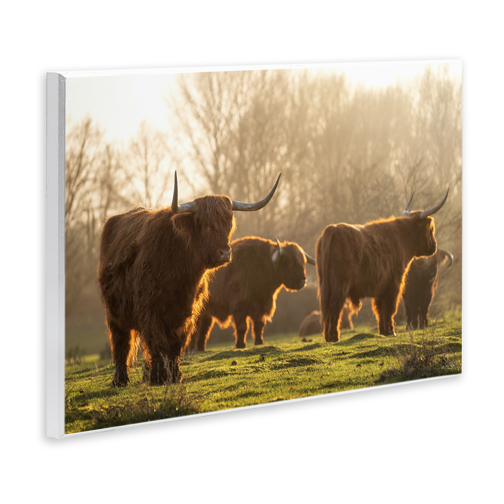 Stupell Industries Longhorns in Foggy Pasture Animals & Insects Photography Unframed Art Print Wall Art, 19 x 13