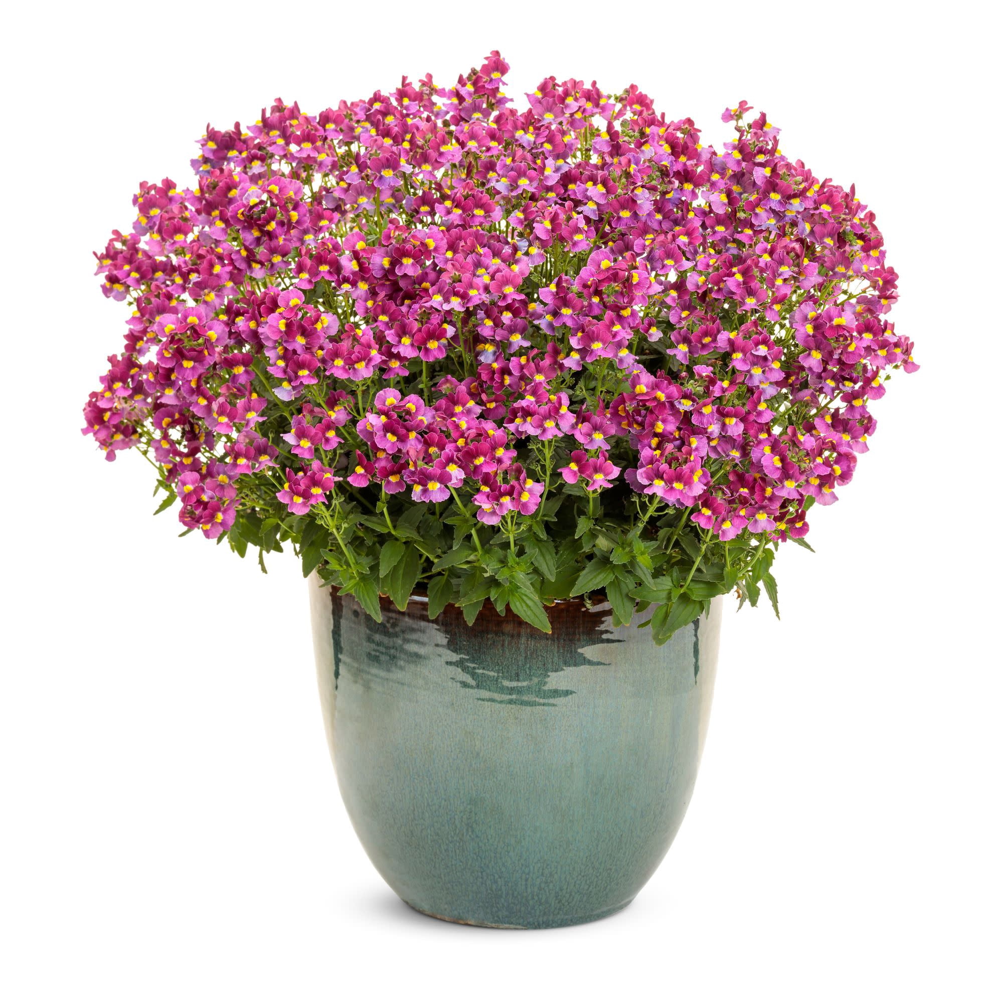 Proven Winners 4" Purple Aromance Mulberry Nemesia Live Plant in 4.25" Pot (4 Count)