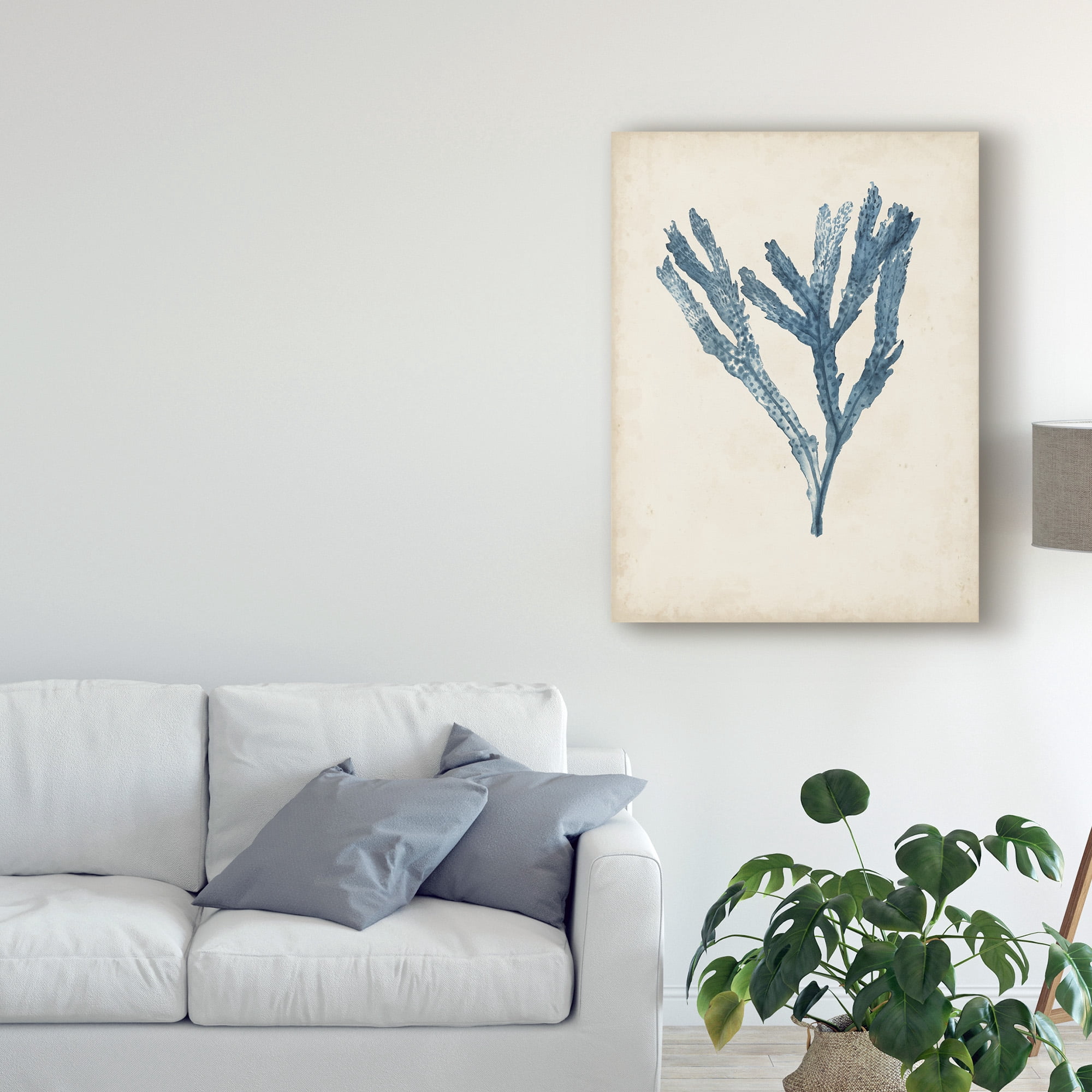 Trademark Fine Art 'Seaweed Specimens I' Canvas Art by Naomi McCavitt