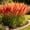 I, variant on Pampas Grass-Ornamental Grass,Low Maintenance,for Garden,Ideal for Beds Borders Plant Pots & Planters