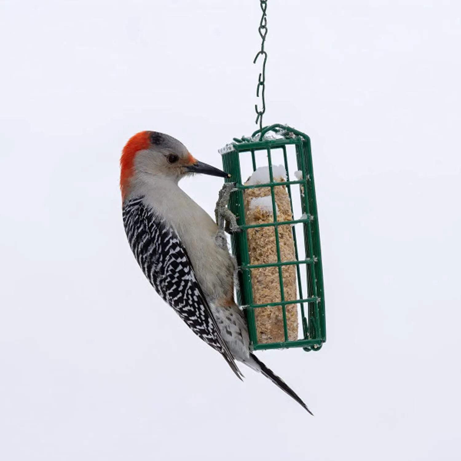 CS Berry Delight No Melt Suet Dough Bird Food 11.75 oz. Each 4-Pack