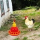 thumbnail image 2 of Comedero para pollitos, bebedero automático para aves de corral, 2 of 8