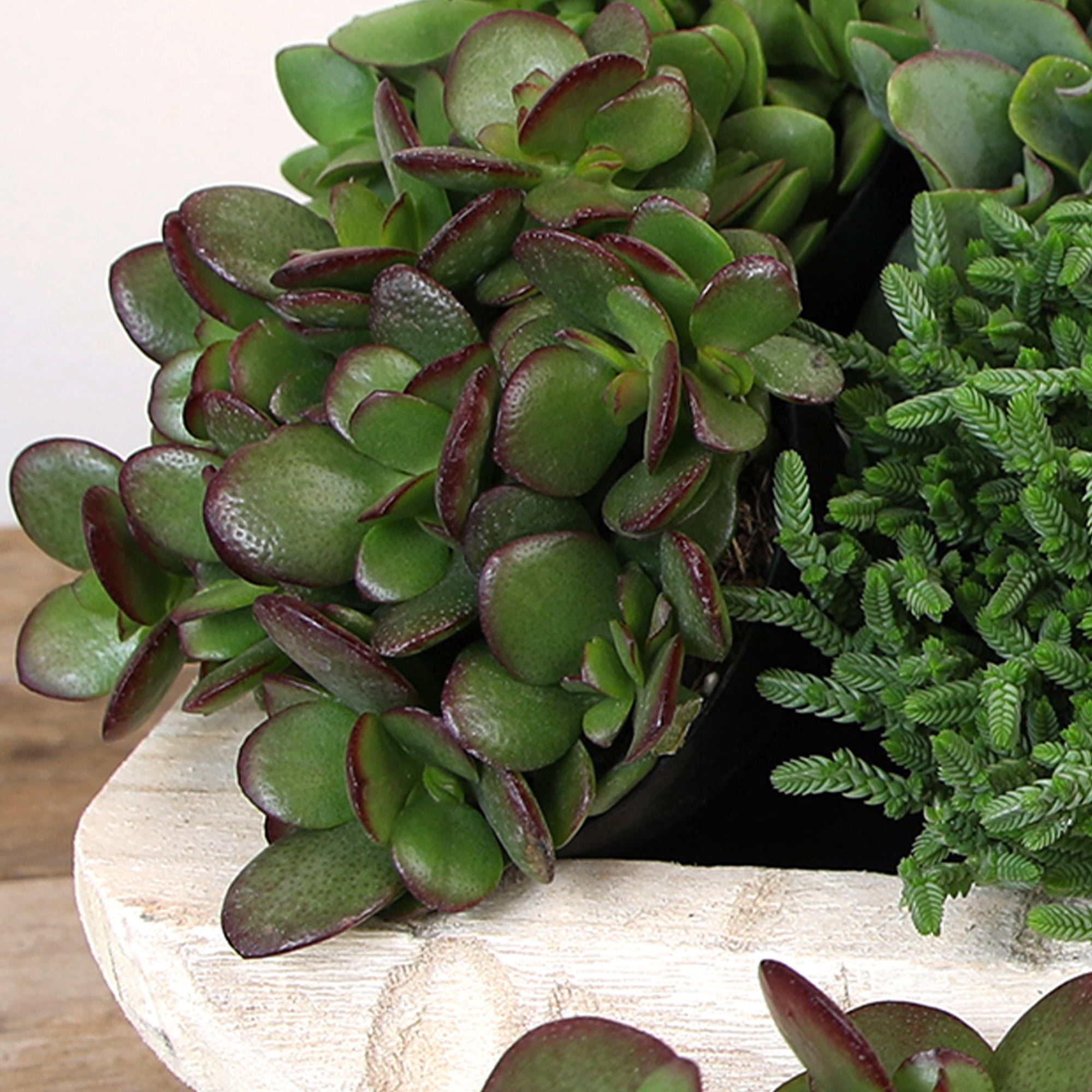 Altman Plants Classic Jade Succulents (3-pack), Easy House Plants in 3.5 in. Grower Pots