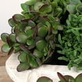 Altman Plants Classic Jade Succulents (6pack), Easy House Plants in 3.
