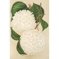 thumbnail image 2 of Charles Antoine Lemaire 11x14 Black Ornate Wood Framed Double Matted Museum Art Print Titled: Viburnum (1854-1896), 2 of 5
