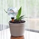 thumbnail image 4 of Artefacto de Riego Automático En Forma de Flor, Dispositivo de Riego Perezoso, Borde Escalonado, Gotero de Agua de Comercio Exterior, Gotero Pequeño para Suculentas., 4 of 7