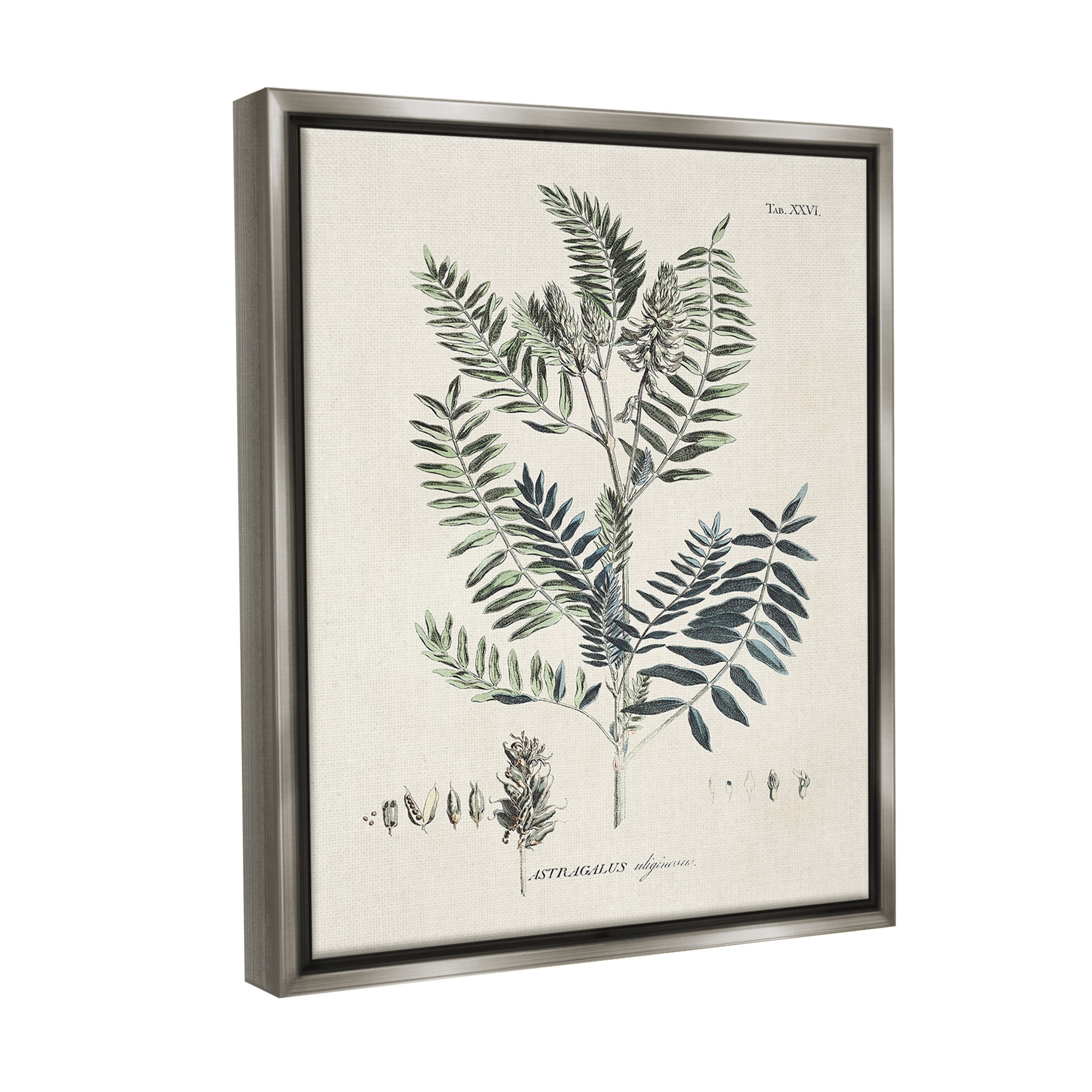Stupell Industries Vintage Leaf Diagram Botanical & Floral Painting Gray Floater Framed Canvas Art Print Wall Art, 25 x 31