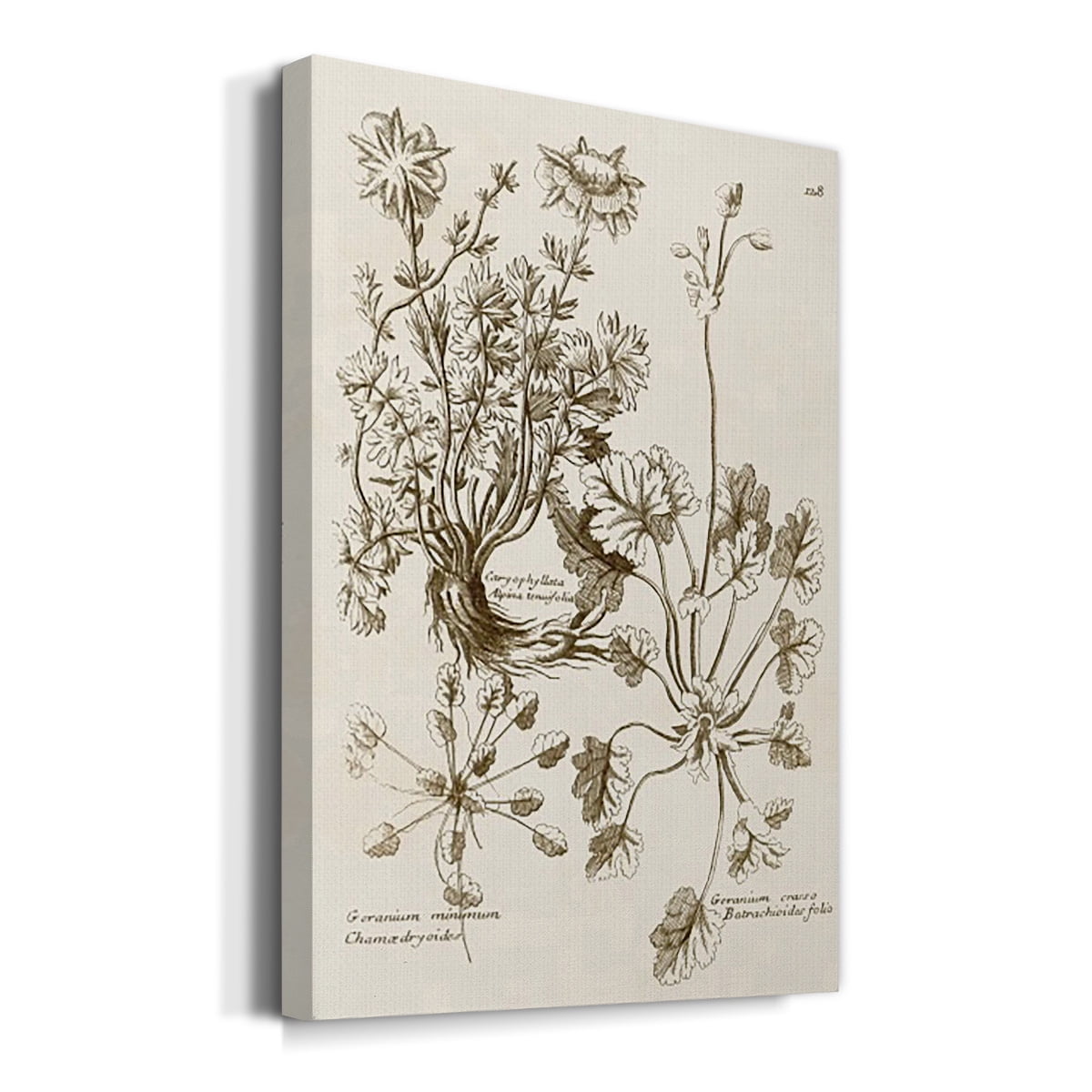 Sepia Botanical Journal IX Premium Gallery Wrapped Canvas - Ready to Hang