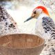 thumbnail image 5 of Jaula nido de cáscara de coco Nido de pájaro de cáscara de coco Nido de loro Casa de pájaro Casa de loro, 5 of 6